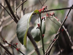 Euphorbia calcarata, photograph (c) Francisco Emilio Roldán Velasco, some rights reserved (CC BY)