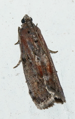 Sciota virgatella