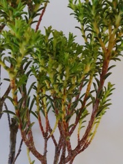 Diosma aspalathoides