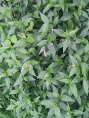 Persicaria