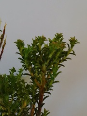 Diosma aspalathoides