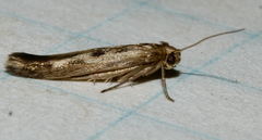 Scythris limbella