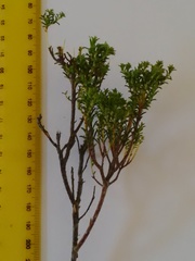 Diosma aspalathoides