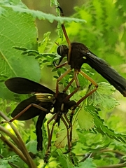 Diogmites platypterus
