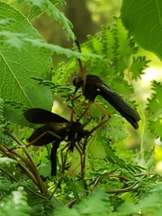 Diogmites platypterus