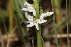 White Bog Orchid (Platanthera dilatata)