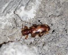 Clerinae