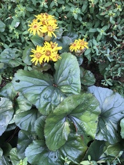 Ligularia