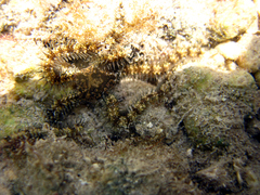 Ophiothrix
