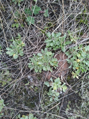 Image of Gamochaeta simplicicaulis by no rights reserved