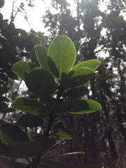 Ilex anomala