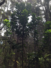 Ilex anomala