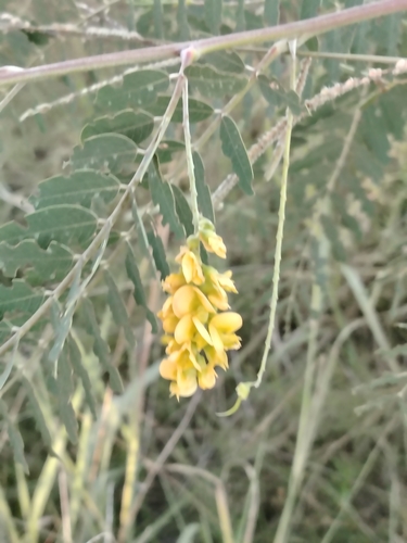 Image of Sesbania virgata by (c) Lucía Groposo, some rights reserved (CC BY)