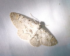 Iridopsis larvaria