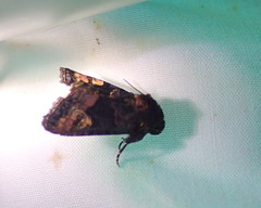 Euplexia