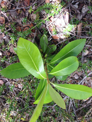 Myrsine lessertiana