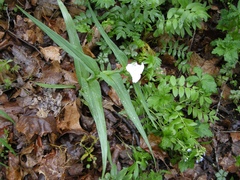Tradescantia ozarkana