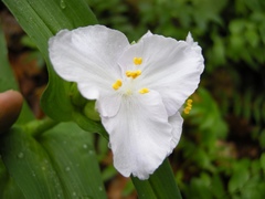 Tradescantia ozarkana