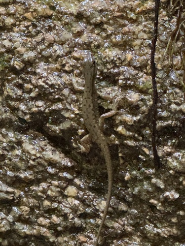 Big-scaled Neusticurus, Potamites strangulatus