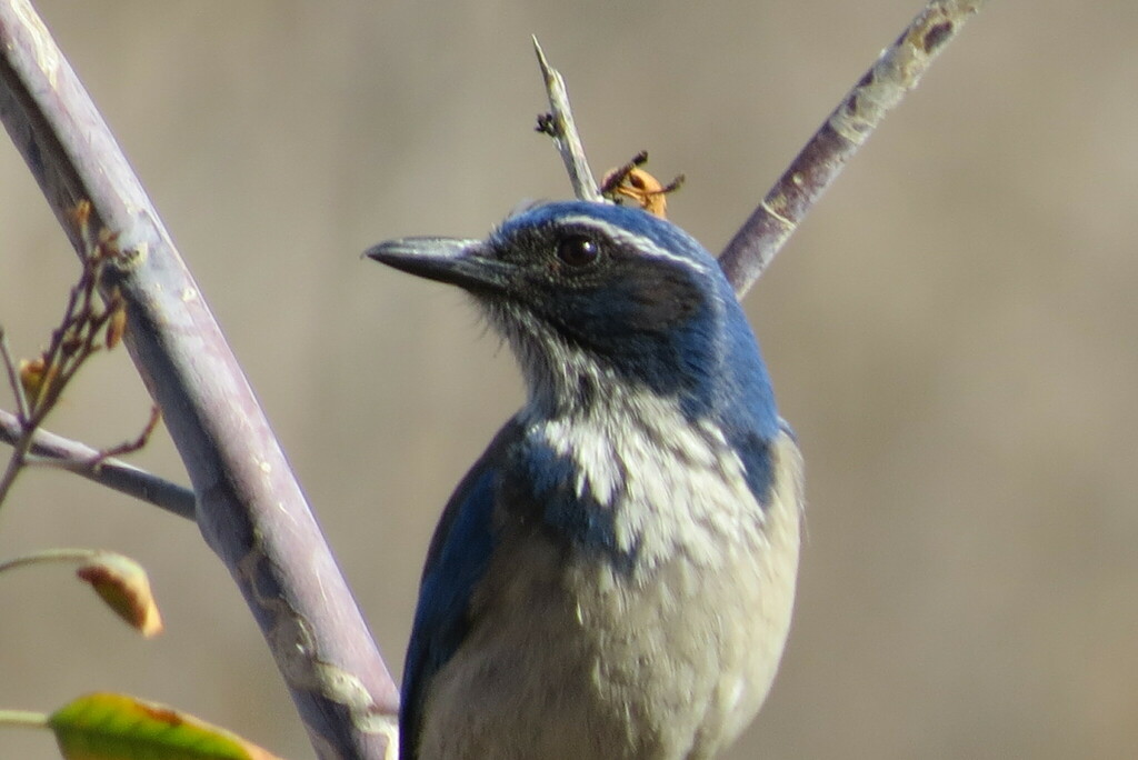 Belding's Scrub-Jay from Lake Hodges, San Diego, CA, USA on February 9 ...
