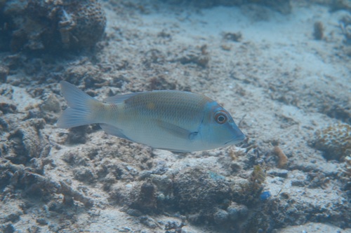 Brown-headed emperor (Lethrinus erythropterus) — Lethrinidae — 2