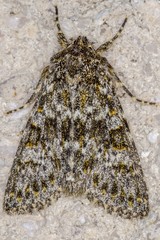 Polymixis flavicincta