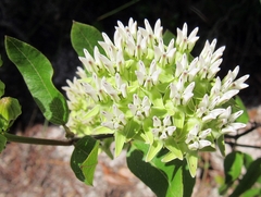 Asclepias curtissii image
