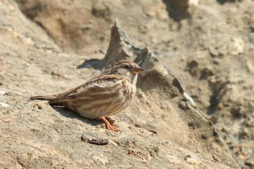 Rock Sparrow, Кумторкалинский р-н, Респ. Дагестан, Россия, photo 9 of 10