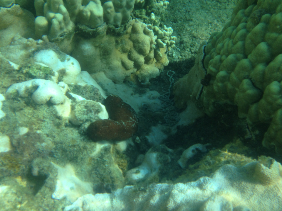 Plump Sea Cucumber