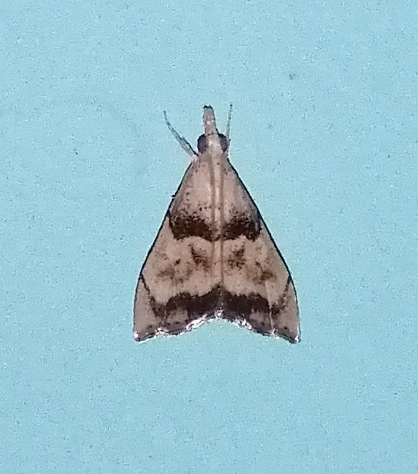 Ptychopseustis