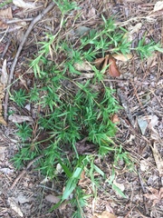 Polypremum procumbens