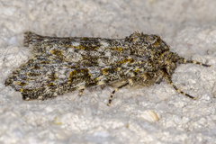 Polymixis flavicincta