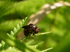 Microdon globosus