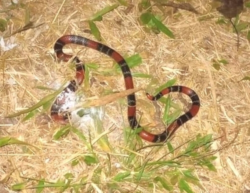 Silvia's Coralsnake