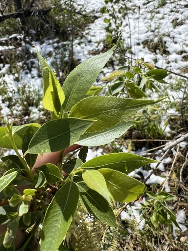 Image of Salix amygdaloides by (c) Jared Shorma, some rights reserved (CC BY)