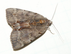 Catocala grynea