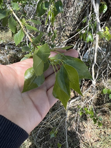 Populus × acuminata, photograph 5