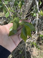 Populus × acuminata, photograph (c) Jared Shorma, some rights reserved (CC BY)