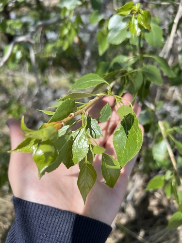Populus × acuminata, photograph 6