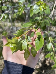Populus × acuminata, photograph (c) Jared Shorma, some rights reserved (CC BY)