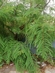 Tamarindus indica