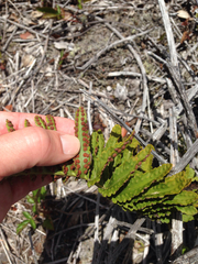 Polypodium pellucidum vulcanicum