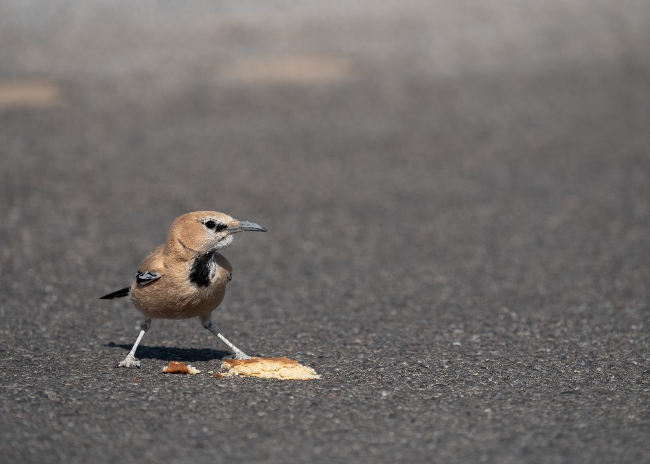 Iranian Ground Jay (Podoces pleskei), photo 7
