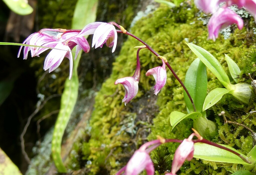 Dendrobium monticola P.F.Hunt & Summerh. 2