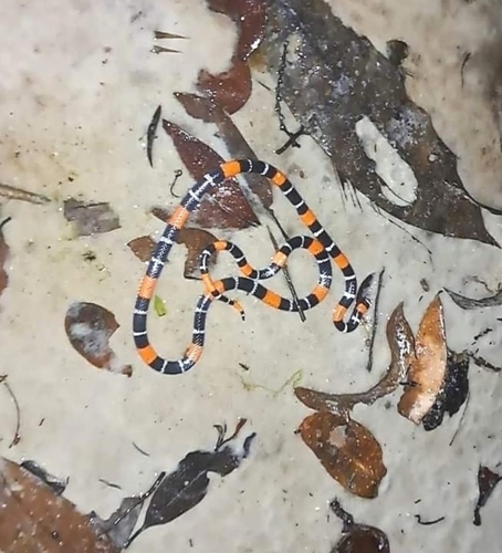Slender Coralsnake
