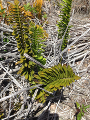 Polypodium pellucidum vulcanicum