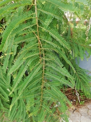 Tamarindus indica