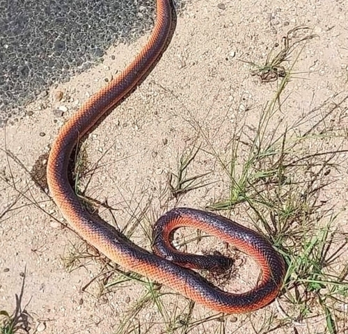Photo of a Paraná False Boa (Pseudoboa haasi)