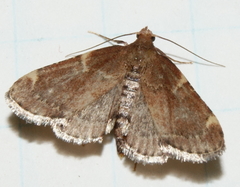 Hypsopygia intermedialis