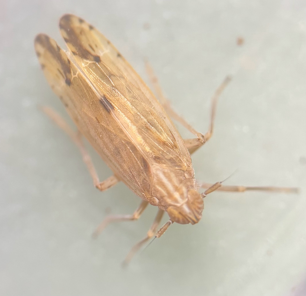 Stenocranus similis